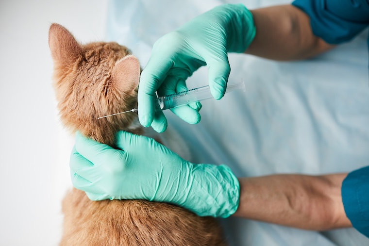 Vet doctor making vaccination
