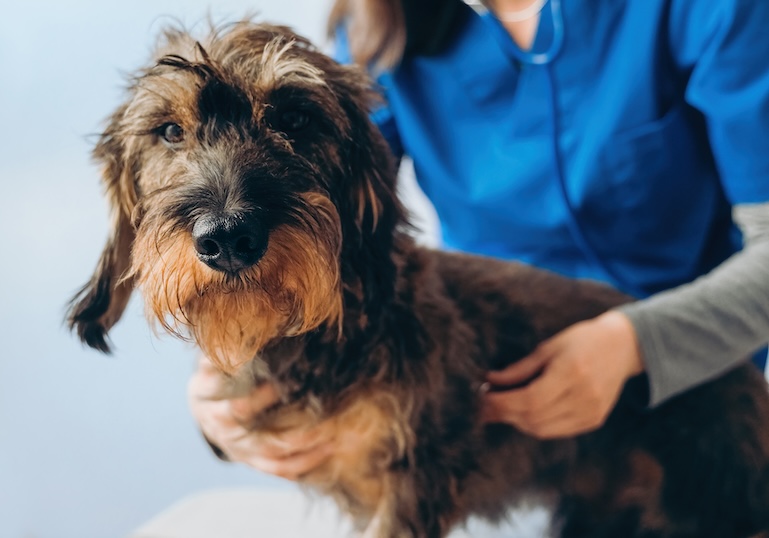 Veterinarian doctor examining dog dachshund wire cable at veterinary clinic hospital - Pet care concept